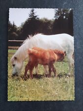 Pferdepostkarte pferd shetland gebraucht kaufen  Beeskow