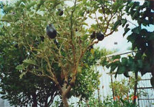 Solanum torvum albero usato  Reggio Calabria
