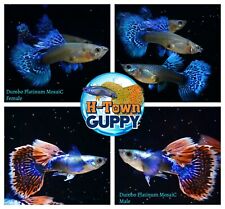 guppies aquarium for sale  Katy