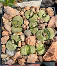 Lithops terricolor speckled d'occasion  Toulouse-