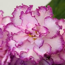 African violet plant for sale  Summerville