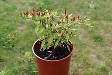 Käytetty, 10 Samen Mini-Chili Bonsai-Chili Capsicum Minimum schöne Zimmerpflanze  myynnissä  Leverans till Finland