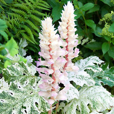 Acanthus whitewater bears for sale  UK