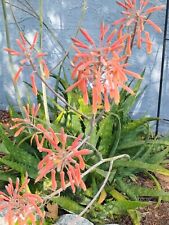 Tropical aloe maculata for sale  Lecanto