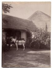 Antique photo horse d'occasion  Expédié en Belgium