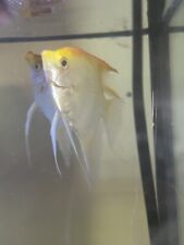 Angelfish breeding pair for sale  Chaffee