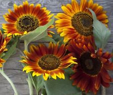 Sunflower seeds vibrant for sale  Minneapolis