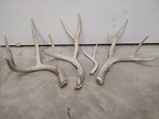Colorado mule deer for sale  Pueblo