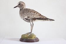 Taxidermy - Grey Plover (Pluvialis squatarola) with permit - not CITES for sale  Shipping to South Africa