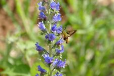 Used, Viper's Bugloss Echeum vulgare Meadow Wildlfower nectar bees insects plug plants for sale  Shipping to South Africa