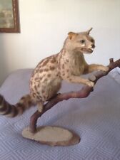 African genet cat taxidermy. for sale  Shipping to South Africa