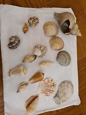 Shells seashells beach for sale  STOKE-ON-TRENT