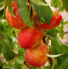 Large nectarine tree for sale  ROCHESTER