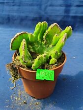 Stapelia lendertziae cristata 1998p for sale  Shipping to South Africa