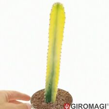 Cereus forbesii variegato usato  Cortona