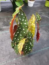 Begonia maculata pot for sale  San Diego