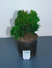 Thoweil hinoki cypress for sale  Lakewood