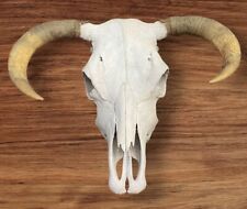 Steer skull inch for sale  Blue Bell
