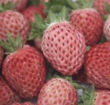 Rare plants fraises d'occasion  Vals-les-Bains