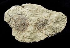 echinoid for sale  Lancaster