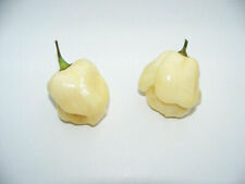 Habanero bianco gigante usato  Reggio Calabria