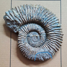 Großer ammonit aegocrioceras gebraucht kaufen  Wedemark