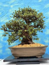 Joe bonsai azalee for sale  Shipping to Ireland