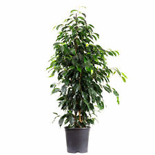 Fico di betulla - Ficus benjamini - altezza circa 110 cm, pentola-Ø 21 cm usato  Spedire a Italy