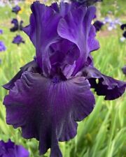 Iris germanica draco for sale  LONDON