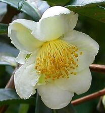 Camellia sinensis sinensis for sale  San Francisco