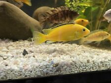 Baby yellow electric for sale  Edison