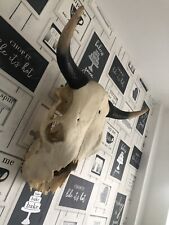Cow bull skull for sale  NOTTINGHAM