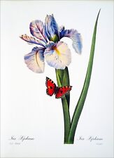 Herbarium iris xiphium d'occasion  Expédié en Belgium