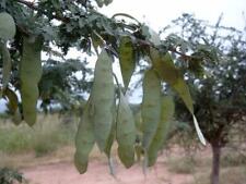 Acacia senegal semi usato  Trappeto
