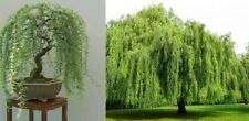 Weeping tea tree for sale  Shipping to Ireland