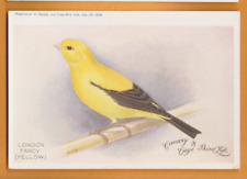 Pássaros- Canário e gaiola Bird Life, 1909- London Fancy (amarelo).       Cartão postal comprar usado  Enviando para Brazil