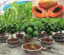 Dwarf thai papaya for sale  Miami