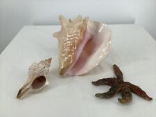 Nice large conch for sale  Johnston