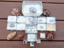 AWESOME! Cypraea (Cowrie shell) collection, 21 species & 53 shells! Many rare! for sale  Shipping to South Africa