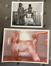 Lot afghan hound for sale  Martinsburg