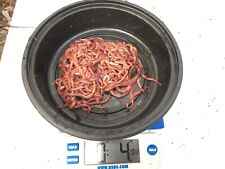 Oz. red wiggler for sale  Shipping to Ireland