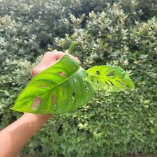 Monstera plant swiss for sale  Columbia