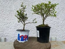 pre bonsai gebraucht kaufen  Wald