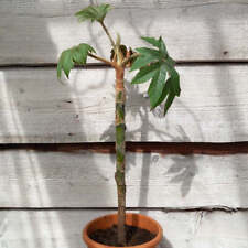 Tetrapanax steroidal papyrifer for sale  Shipping to Ireland