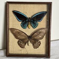 Vintage Wall Butterflies Ornithoptera SP New Guinea Framed Wall Hanging Vintage for sale  Shipping to South Africa