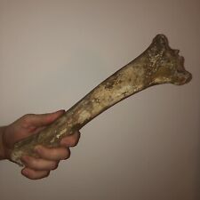 Prehistoric horse bone for sale  HINCKLEY