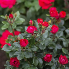 Red rose bush for sale  Omaha