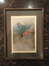 Basil ede kingfisher for sale  Newfield
