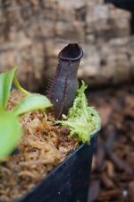 Nepenthes spathulata lowii for sale  San Pablo