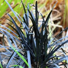 Grass ophiopogon planiscapus for sale  IPSWICH